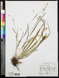 Carex laxiculmis image