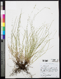 Carex radiata image