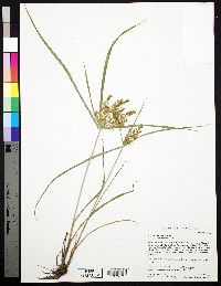 Cyperus microiria image