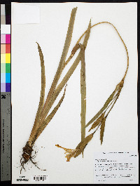 Iris pseudacorus image