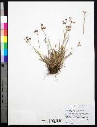 Luzula multiflora subsp. multiflora image