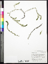 Elodea canadensis image