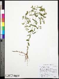 Hypericum mutilum subsp. mutilum image