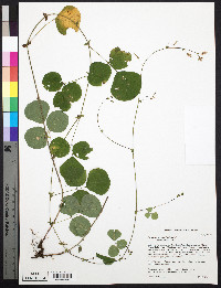 Desmodium rotundifolium image