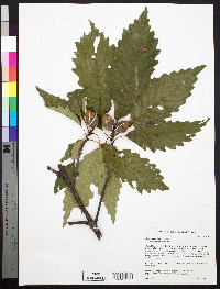 Quercus montana image