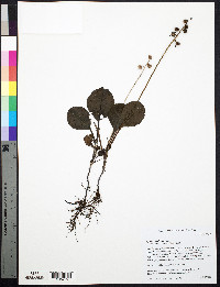 Pyrola americana image