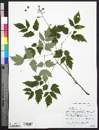 Actaea pachypoda image