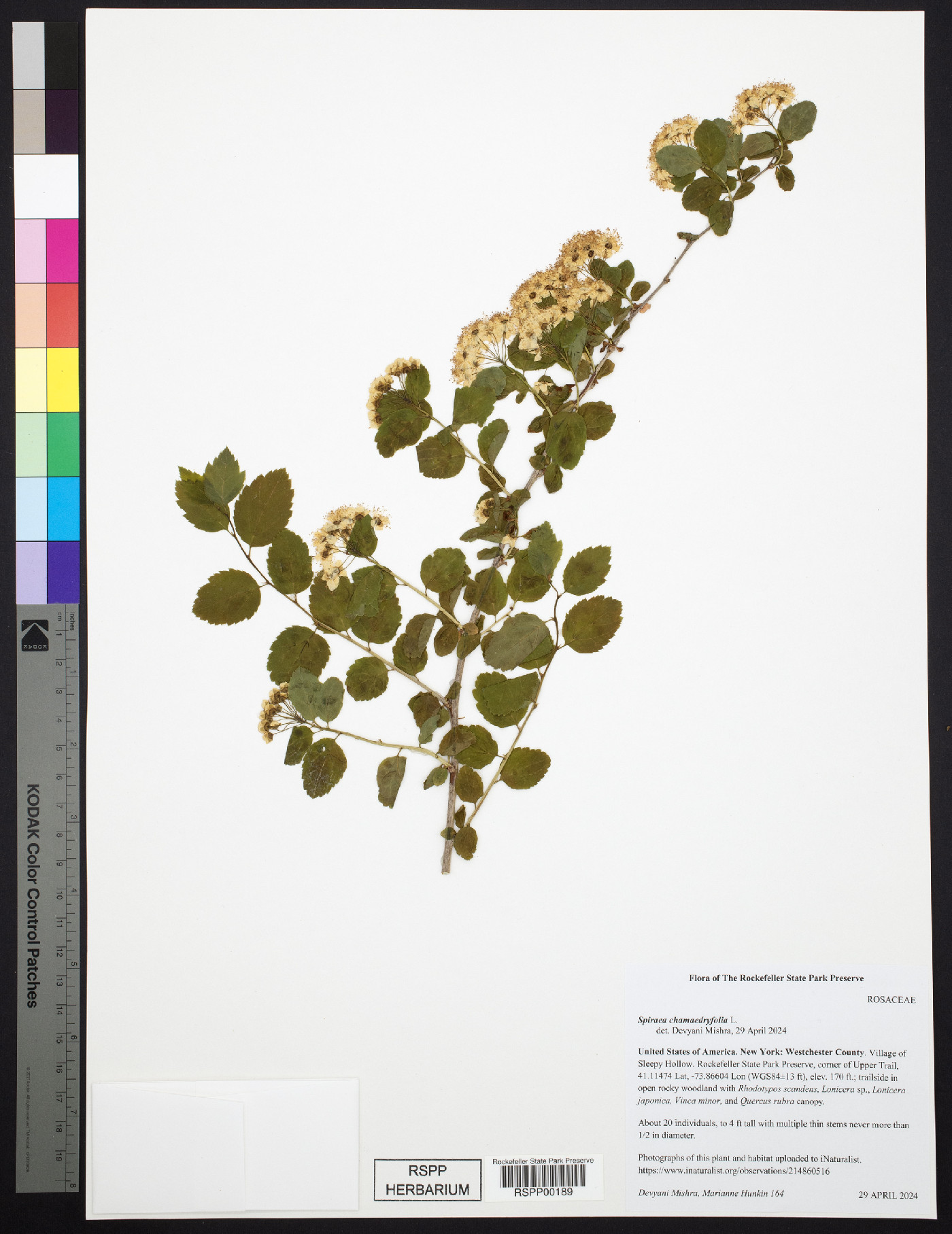 Spiraea chamaedryfolia image
