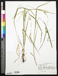 Carex digitalis var. digitalis image