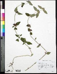 Clinopodium vulgare image