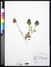 Lamium purpureum image