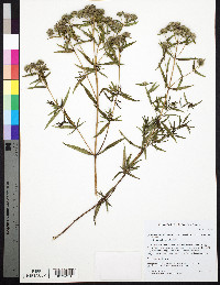 Pycnanthemum virginianum image