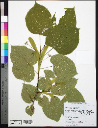 Tilia americana var. americana image