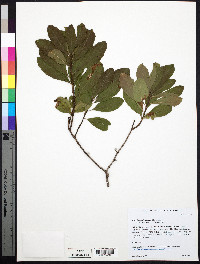 Morella caroliniensis image