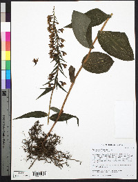 Epipactis helleborine image