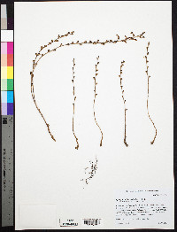 Epifagus virginiana image