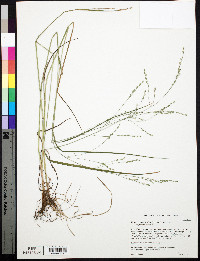 Festuca subverticillata image