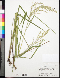 Glyceria canadensis image