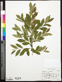 Lyonia ligustrina var. ligustrina image