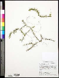 Elodea nuttallii image