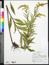 Solidago altissima subsp. altissima image