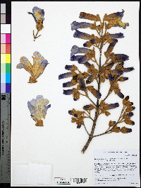 Paulownia tomentosa image