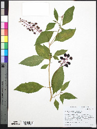 Phytolacca americana var. americana image