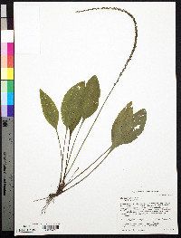 Plantago rugelii image