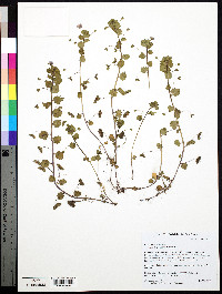 Veronica persica image