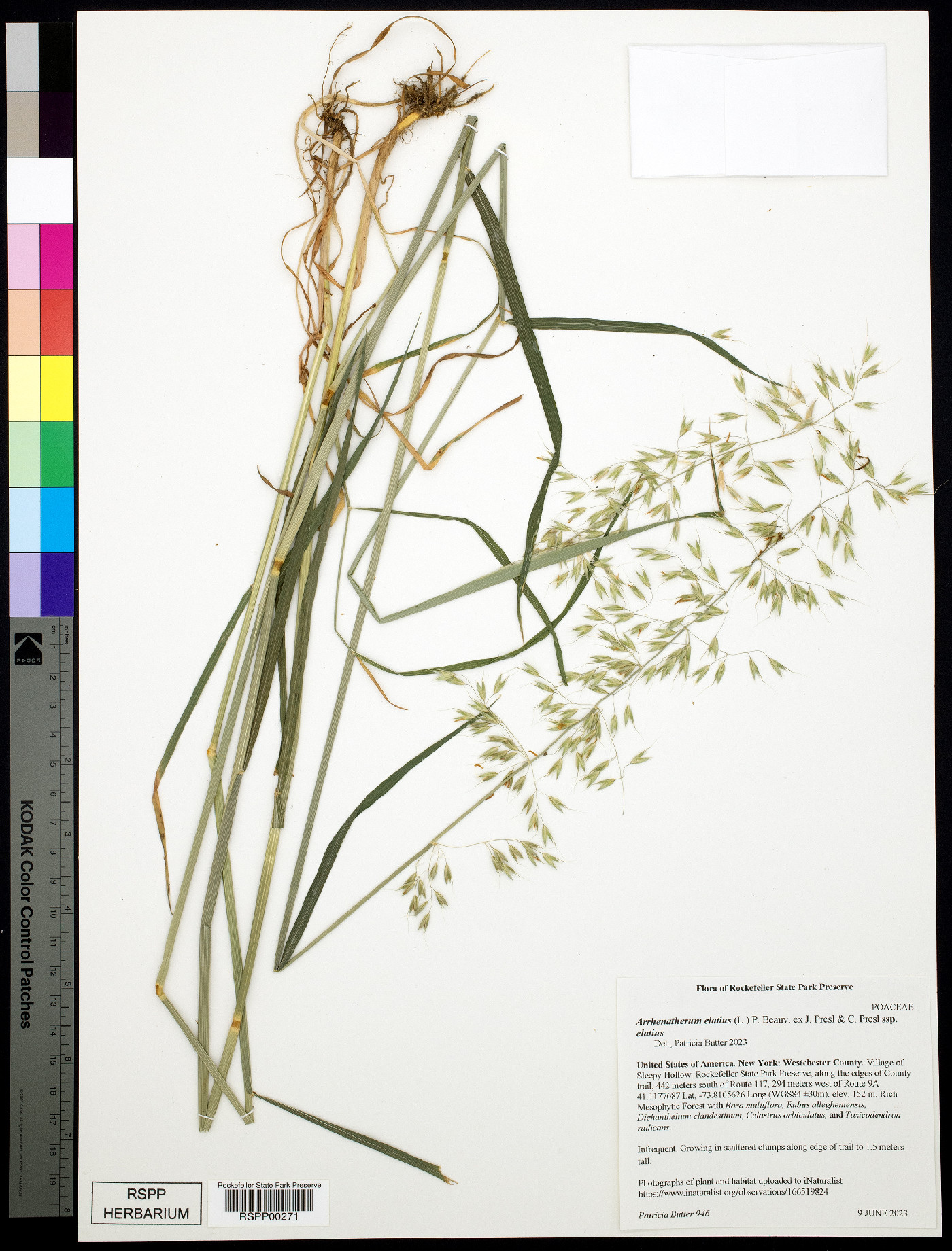 Arrhenatherum elatius subsp. elatius image