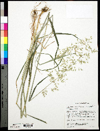 Arrhenatherum elatius subsp. elatius image