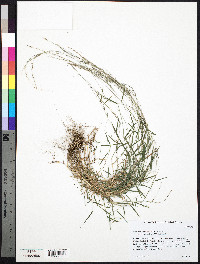 Muhlenbergia schreberi image