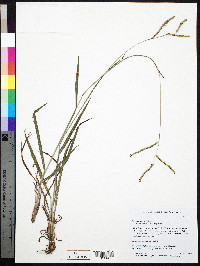 Paspalum laeve image