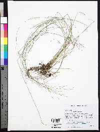 Poa nemoralis image
