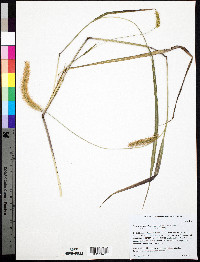 Setaria pumila image