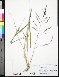 Tridens flavus var. flavus image