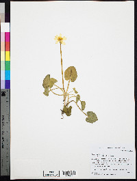 Ficaria verna image