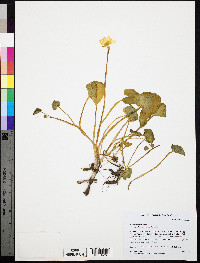 Ficaria verna image