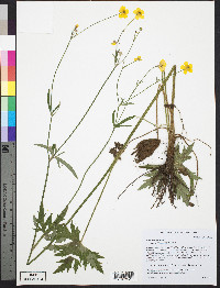 Ranunculus acris image
