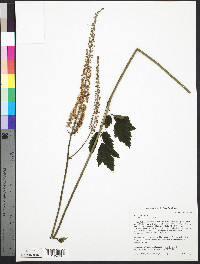 Actaea racemosa image