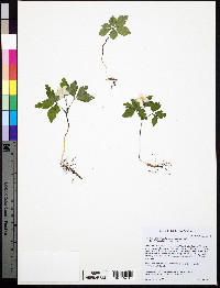 Anemone quinquefolia var. quinquefolia image