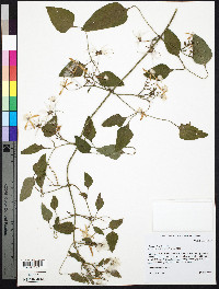 Clematis terniflora image