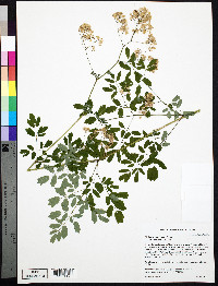 Thalictrum pubescens image