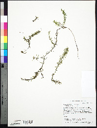 Elodea nuttallii image