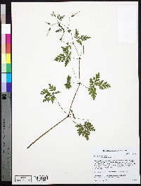 Geranium robertianum image