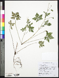Geranium robertianum image