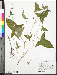 Persicaria arifolia image