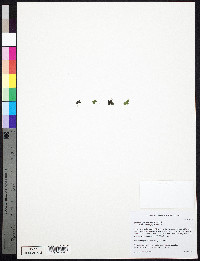 Spirodela polyrhiza image