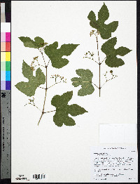 Ampelopsis heterophylla var. vestita image