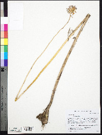 Allium vineale image
